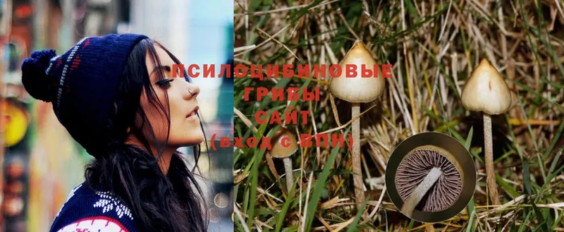 Псилоцибиновые грибы Psilocybe  где найти   Ужур 